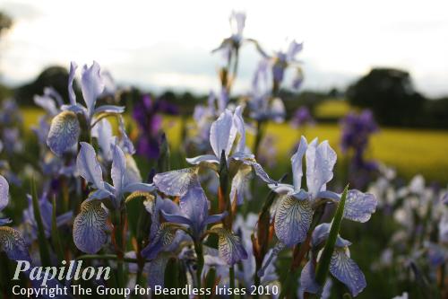 Papillon 14.5 (0)